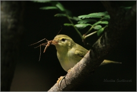 <p>BUDNÍČEK LESNÍ (Phylloscopus sibilatrix) /Wood warbler – Waldlaubsänger/</p>