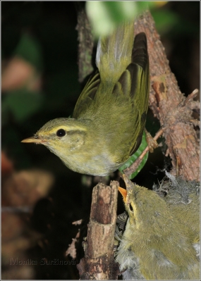 <p>BUDNÍČEK LESNÍ (Phylloscopus sibilatrix) /Wood warbler – Waldlaubsänger/</p>