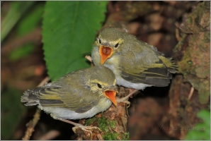 <p>BUDNÍČEK LESNÍ (Phylloscopus sibilatrix) /Wood warbler – Waldlaubsänger/</p>