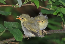 <p>BUDNÍČEK LESNÍ (Phylloscopus sibilatrix) /Wood warbler – Waldlaubsänger/</p>