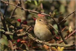 <p>BUDNÍČEK MENŠÍ (Phylloscopus collybita) /Common chiffchaff – Zilpzalp/</p>