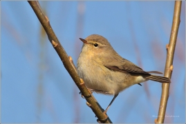 <p>BUDNÍČEK MENŠÍ (Phylloscopus collybita) /Common chiffchaff – Zilpzalp/</p>