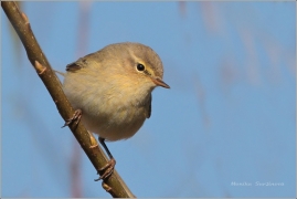 <p>BUDNÍČEK MENŠÍ (Phylloscopus collybita) /Common chiffchaff – Zilpzalp/</p>