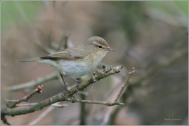 <p>BUDNÍČEK MENŠÍ (Phylloscopus collybita) /Common chiffchaff – Zilpzalp/</p>