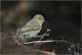 <p>BUDNÍČEK MENŠÍ (Phylloscopus collybita) /Common chiffchaff – Zilpzalp/</p>