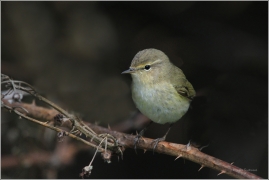 <p>BUDNÍČEK MENŠÍ (Phylloscopus collybita) /Common chiffchaff – Zilpzalp/</p>