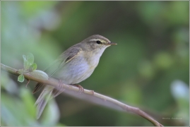 <p>BUDNÍČEK VĚTŠÍ (Phylloscopus trochilus) /Willow warbler – Fitis/</p>