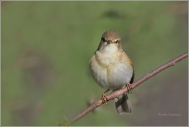 <p>BUDNÍČEK VĚTŠÍ (Phylloscopus trochilus) /Willow warbler – Fitis/</p>