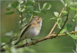 <p>BUDNÍČEK VĚTŠÍ (Phylloscopus trochilus) /Willow warbler – Fitis/</p>