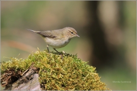 <p>BUDNÍČEK MENŠÍ (Phylloscopus collybita) /Common chiffchaff – Zilpzalp/</p>