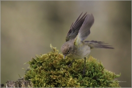 <p>BUDNÍČEK MENŠÍ (Phylloscopus collybita) /Common chiffchaff – Zilpzalp/</p>