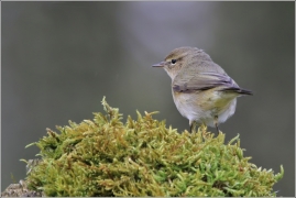 <p>BUDNÍČEK MENŠÍ (Phylloscopus collybita) /Common chiffchaff – Zilpzalp/</p>