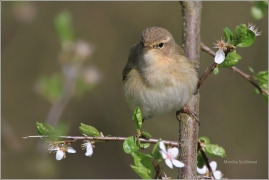 <p>BUDNÍČEK MENŠÍ (Phylloscopus collybita) /Common chiffchaff – Zilpzalp/</p>