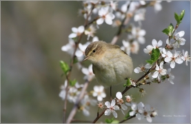 <p>BUDNÍČEK MENŠÍ (Phylloscopus collybita) /Common chiffchaff – Zilpzalp/</p>