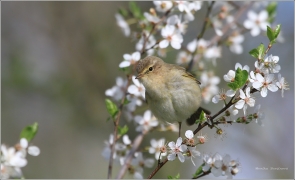 <p>BUDNÍČEK MENŠÍ (Phylloscopus collybita) /Common chiffchaff – Zilpzalp/</p>