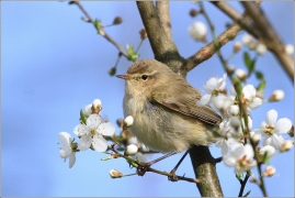 <p>BUDNÍČEK MENŠÍ (Phylloscopus collybita) /Common chiffchaff – Zilpzalp/</p>