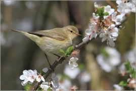 <p>BUDNÍČEK MENŠÍ (Phylloscopus collybita) /Common chiffchaff – Zilpzalp/</p>