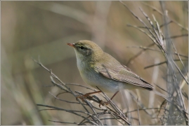 <p>BUDNÍČEK VĚTŠÍ (Phylloscopus trochilus) /Willow warbler – Fitis/</p>