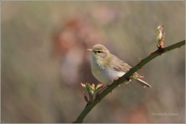 <p>BUDNÍČEK VĚTŠÍ (Phylloscopus trochilus) /Willow warbler – Fitis/</p>
