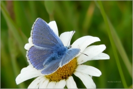 <p>MODRÁSEK JEHLICOVÝ - sameček (Polyommatus icarus) ---- /Common blue butterfly - Hauhechel-Bläuling/</p>