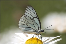<p>BĚLÁSEK OVOCNÝ (Aporia crataegi) Šluknovsko - Knížecí ---- /Black-veined white butterfly - Baum-Weißling/</p>