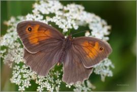 <p>OKÁČ LUČNÍ - samička (Maniola jurtina) ---- /Meadow brown butterfly - Großes Ochsenauge/</p>