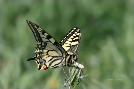 <p>OTAKÁREK FENYKLOVÝ (Papilio machaon) Rychnov u Jbc.n.N. ----- /Old World swallowtail - Schwalbenschwanz/</p>
