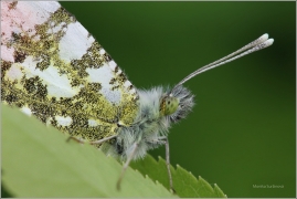 <p>BĚLÁSEK ŘEŘICHOVÝ (Anthocharis cardamines) ----- /Orange tip - Aurorafalter/</p>