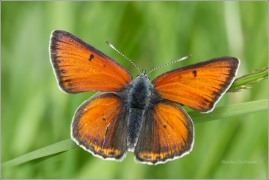 <p>OHNIVÁČEK MODROLEMÝ - sameček (Lycaena hippothoe) Rychnov u JBC.n.N ---- /Purple-edged copper - Lilagold-Feuerfalter/</p>