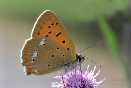 <p>OHNIVÁČEK CELÍKOVÝ (Lycaena virgaureae) ---- /Scarce copper - Dukatenfalter/</p>