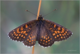 <p>HNĚDÁSEK JITROCELOVÝ (Melitaea athalia) Český Krumlov-Výšenské kopce ----- /Heath fritillary - Wachtelweizen-Scheckenfalter/</p>