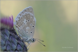 <p>MODRÁSEK HNĚDOSKVRNNÝ - samička (Polyommatus daphnis) Český Krumlov-Výšenské kopce ---- /Meleager's blue - Zahnflügel-Bläuling/</p>