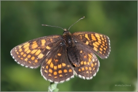 <p>HNĚDÁSEK JITROCELOVÝ (Melitaea athalia) Český Krumlov-Výšenské kopce ----- /Heath fritillary - Wachtelweizen-Scheckenfalter/</p>