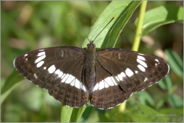 <p>BĚLOPÁSEK DVOUŘADÝ (Limenitis camilla) Český Krumlov-Výšenské kopce ----- /(Eurasian) White admiral - Kleiner Eisvogel/</p>