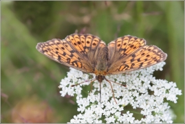 <p>PERLEŤOVEC KOPŘIVOVÝ (Brenthis ino) ----- /Lesser marbled fritillary - Mädesüß-Perlmutterfalter/</p>