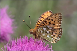 <p>PERLEŤOVEC VELKÝ ( (Argynnis aglaja) ---- /Dark green fritillary - Großer Perlmutterfalter/</p>