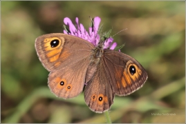 <p>OKÁČ JEĆMÍNKOVÝ (Lasiommata maera) Šumava ---- /Large wall brown - Braunauge/ </p>