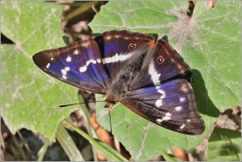 <p>BATOLEC DUHOVÝ (Apatura iris) Šluknovsko-Knížecí ----- /Purple emperor - Großer Schillerfalter/</p>