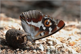 <p>BATOLEC DUHOVÝ (Apatura iris) Českobudějovicko ----- /Purple emperor - Großer Schillerfalter/</p>