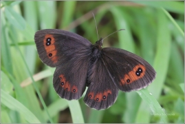 <p>OKÁČ KLUBĚNKOVÝ (Erebia aethiops) Český Krumlov-Výšenské kopce ---- /Scotch argus - Graubindiger Mohrenfalter/</p>