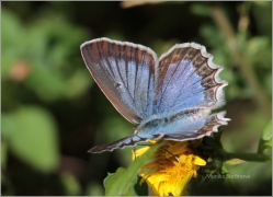 <p>MODRÁSEK HNĚDOSKVRNNÝ - samička (Polyommatus daphnis) Český Krumlov-Výšenské kopce ---- /Meleager's blue - Zahnflügel-Bläuling/</p>