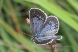 <p>MODRÁSEK OČKOVANÝ (Maculinea teleius) Novohradské hory-Terčino údolí ----- /Scarce large blue - Heller Wiesenknopf-Ameisenbläuling/</p>