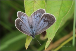 <p>MODRÁSEK OČKOVANÝ (Maculinea teleius) Novohradské hory-Terčino údolí ----- /Scarce large blue - Heller Wiesenknopf-Ameisenbläuling/</p>