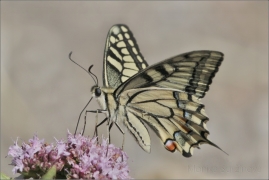 <p>OTAKÁREK FENYKLOVÝ (Papilio machaon) ----- /Old World swallowtail - Schwalbenschwanz/</p>