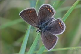 <p>MODRÁSEK JEHLICOVÝ - samička (Polyommatus icarus) ---- /Common blue butterfly - Hauhechel-Bläuling/</p>