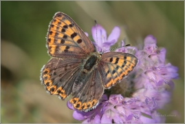 <p>OHNIVÁČEK ČERNOSKVRNNÝ - samička (Lycaena tityrus)</p>
