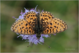 <p>PERLEŤOVEC DVANÁCTITEČNÝ (Boloria selene) ---- /Small pearl-bordered fritillary - Braunfleckiger Perlmutterfalter/</p>