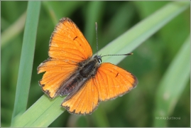 <p>OHNIVÁČEK ČERNOČÁRNÝ - sameček (Lycaena dispar) Šluknovsko-Jiříkov ---- /Large copper - Großer Feuerfalter/</p>