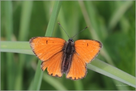 <p>OHNIVÁČEK ČERNOČÁRNÝ - sameček (Lycaena dispar) Šluknovsko-Jiříkov ---- /Large copper - Großer Feuerfalter/</p>