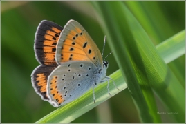 <p>OHNIVÁČEK ČERNOČÁRNÝ - samička (Lycaena dispar) Šluknovsko-Jiříkov ---- /Large copper - Großer Feuerfalter/</p>